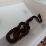 Drew steele - @steele_snake_removals - Instagram