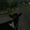 DrewSteele03 - @drewsteele03 - TikTok