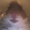 drewstockglausner - @andrewstock3 - TikTok