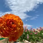 Andrew Stutz - @yardcareninja - Instagram