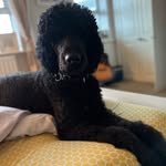 Andrew Swain - @andrew.swain.as - Instagram