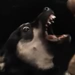 Drew Tapia - @ddoggie_t - Instagram
