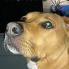 Drew - @drewtheboxer - TikTok