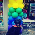 drew_to_the_rescue - @drew_to_the_rescue - Instagram