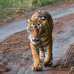 Ranthambhore Dream Tour - @ranthambhore_dream_tour - Instagram