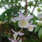 Trai Da Tinh - Facebook