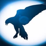 Drew Vang - @birdz_photography - Instagram