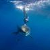 Andrew Whitton - Facebook