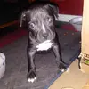 Roxy the Pit bull bully - @drew_will - TikTok