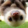 Andrew Wimmer - @sallythe_sloth1234 - TikTok