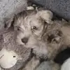 winstondrewdog - @winstondrewdog - TikTok