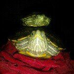 🐢Drew & Winter🐢 - @__drew_winter__ - Instagram