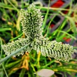 Drew Wolter - @sacvalleyweeds - Instagram