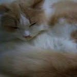 Drew Wong - @drew72800 - Instagram