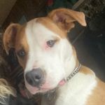 Buster Drew Brown Wortman 🤎🐾 - @buster_brownsblog2022 - Instagram
