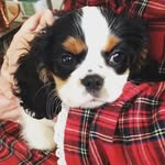 Cordelia Drexel Biddel - @cordythecavalier - Instagram