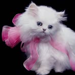 Cordelia Drexel Biddle - Facebook