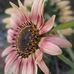 Dru Powell - Facebook