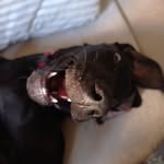 Big Bimba Gran Danés - @big_bimba - Instagram