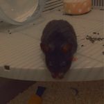 Duane Bird - @duane.b.d - Instagram