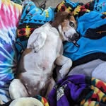 Duane Christopher Phillips - @beagledad2021 - Instagram