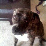Duane Dill - @isisdill - Instagram
