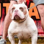Duane Foster - @superior_pockets_ - Instagram