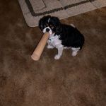 Bobby Duane Vecchione Riggs - @bo33y3 - Instagram