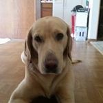 Duane Sheets - @duane.sheets - Instagram