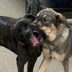 Duane Simpson - @bestshadowpuppy - Instagram