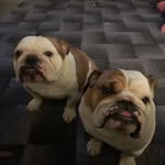 Dwayne Todd - @dewy_goodfellas - Instagram