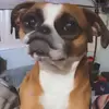 duanewilcox367 - @duanewilcox367 - TikTok