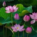 Duc Dinh - @duc.dinh - Instagram
