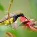 Đức Thanh - Facebook