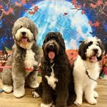 Archer Bdoodle, Bindi Newfypoo, Dudley Stberdoodle - @archer_bindi_dudley_doodles - Instagram