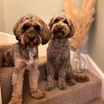 🐾 Monty & Dudley Barnes 🐾 - @monty.and.dudleythecockapoos - Instagram