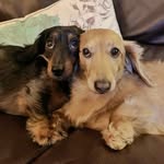 Bella & Dudley - @dudleyandbella - Instagram