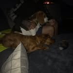 Bellatrix & Dudley Barron🐾 - @bellatrixanddudleybarron - Instagram