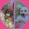 💕💕 - @dudley.and.bell12 - TikTok