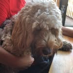 Dudley - @bella_and_dudley_ - Instagram