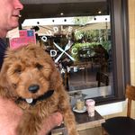 Dudley - @dudleythecobberdog - Instagram