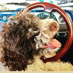 Dudley Tjungula - @dudley_australian__cobberdog - Instagram