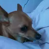 Dudley_edwards_1_puperfect - @dudleythedoggie00 - TikTok