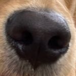 Dud - @dudley_napoleon_green - Instagram