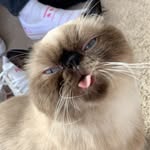 Dudley The Cat - @_dudley.hyde_ - Instagram