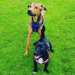 Ｄｕｄｌｅｙ ＆ Ｊａｃｋｓｏｎ - @dudlurcher_patterjackson - Instagram