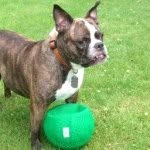 Dudley Jackson, Boston Bully - @thedudleyjackson - Instagram