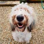 Dudley King - @dudleydoodleking - Instagram
