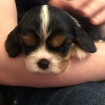 @dudley_kingcav - Instagram