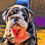 English bulldog | Dudley - @king_dudley__bbd - Instagram